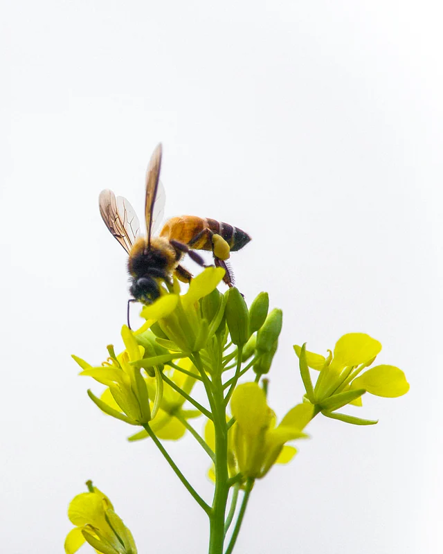 Bee tourism helps in awareness, conservation, financial sustenence to beekeeper communities and more. 