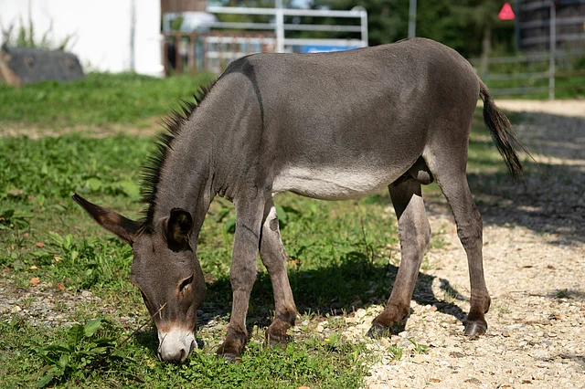 There are four primary reasons why Donkey Milk is so expensive today.
