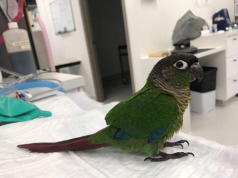 image of a veterinarian performing a health assessment on a baby green cheek conure