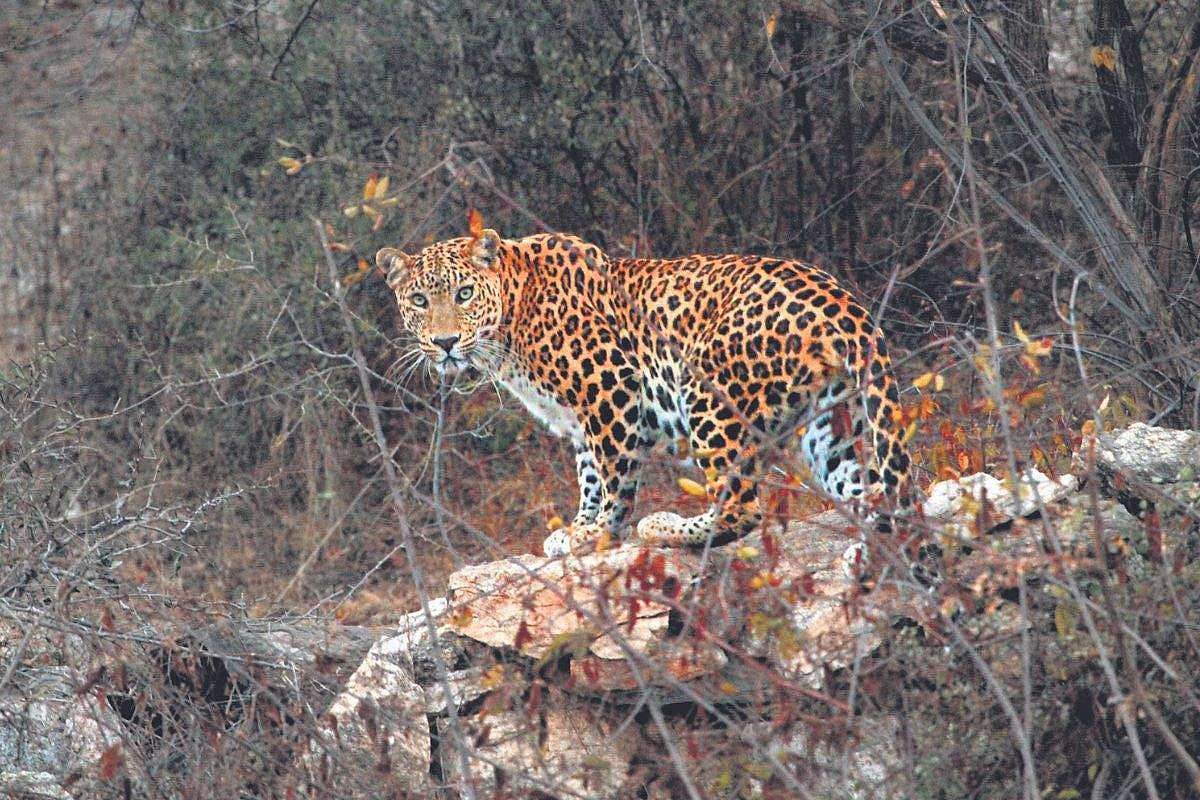 Leopard In A R In search of a leopard