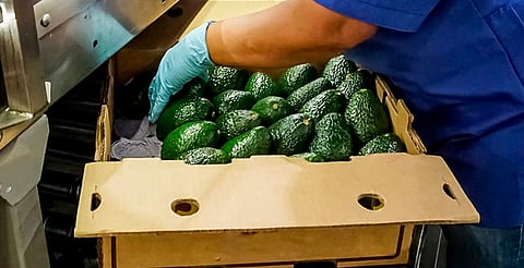 Tres empacadoras de aguacate se han certificado en Michoacán, representan el 40% de exportaciones