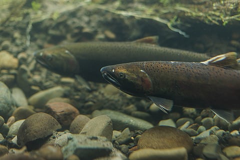 Regulatory Freeze Disrupts U.S. Fishing Industry