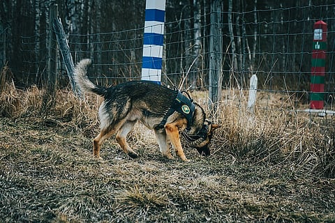 Finnish border guard dog patrolling the Finland-Russia border