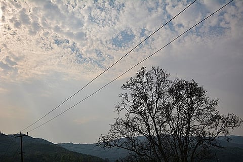 Trees at Andro village in Manipur, north-east India