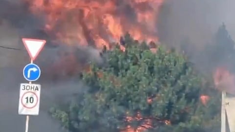 Intense wildfire engulfs a tree near a supermarket on Chios, Greece, as flames and smoke dominate the scene.


