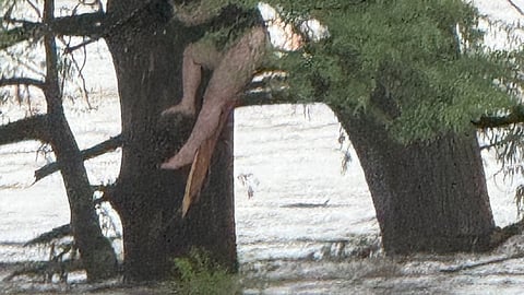 A girl stranded in a tree after being swept 12 miles down the Guadalupe River during a catastrophic flood in Central Texas.