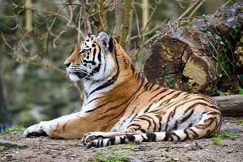 Man Dies After Entering Tiger Enclosure at Wildlife Park in England