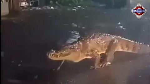 Watch: 8-feet long crocodile spotted on Maharashtra street amid heavy rain