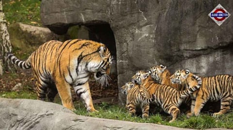 56th Tiger Reserve of the country notified in Chhattisgarh