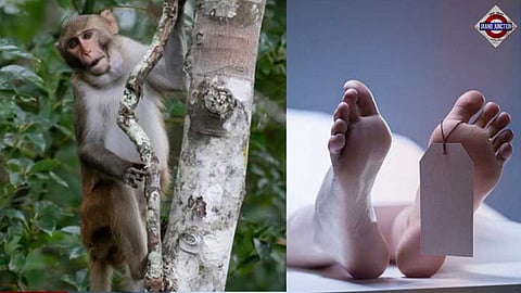 student dies as monkeys push her off roof.
