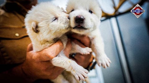 Dire wolves howl again after more than 10,000 years