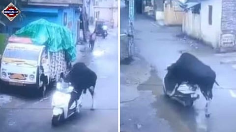 The video shows the bull nudging the scooter forward before awkwardly skidding it along the road.