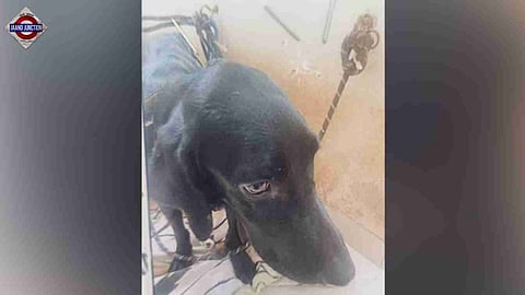 Postmortem revealed that the Labrador was killed four days ago.