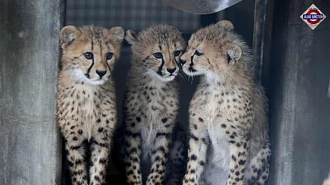 South Africa pauses cheetah translocation after Kenya refuses to provide them