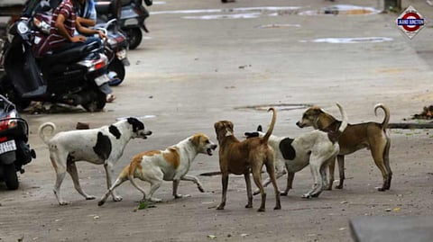 All Stray Dogs In Delhi-NCR To Be Moved To Shelters: Supreme Court