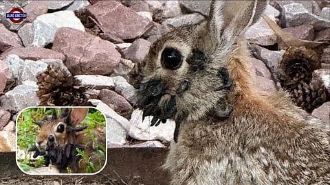 Virus inspired jackalope myth and advanced cancer virus research