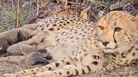 Indian-born cheetah Mukhi gives birth to five cubs in Kuno National Park