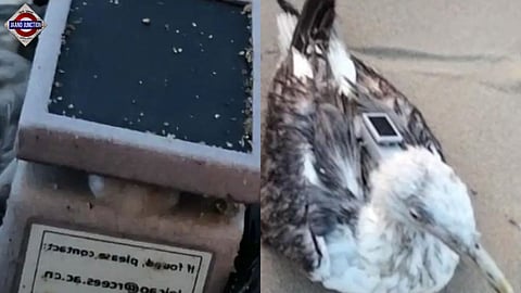 The seagull was found along Karnataka's Karwar coast