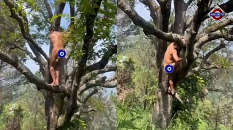Commando Actor Vidyut Jammwal's Naked Tree-Climbing Video Goes Viral, Leaves Fans Curious