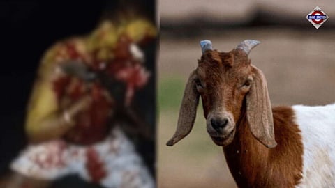 Telangana Animal Sacrifice: Men Bite Goats To Death During Jagtial Temple Jatara Ritual