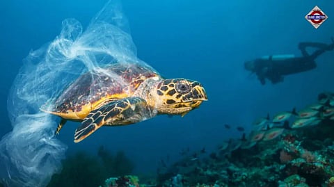 Plastic now outweighs all animals on Earth combined: Why this should alarm us