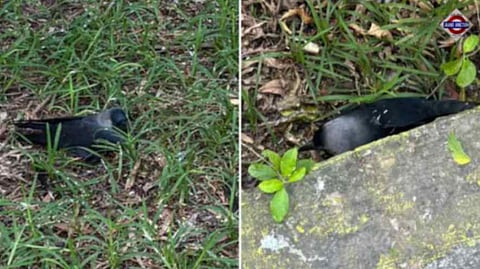 H5N1 outbreak in Chennai, hundreds of crows found dead; government issues advisory