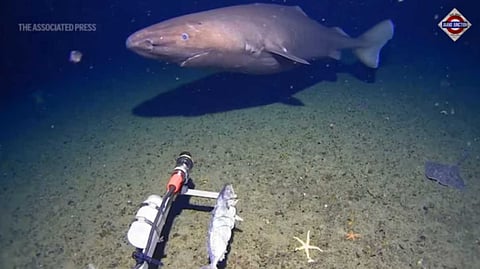 Surprise Shark Caught On Cam For First Time In Antarctica's Freezing Waters