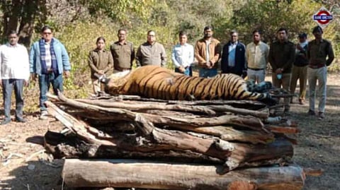 Solar Infra Blamed For Madhya Pradesh Tigress's Death. Why It's Alarming