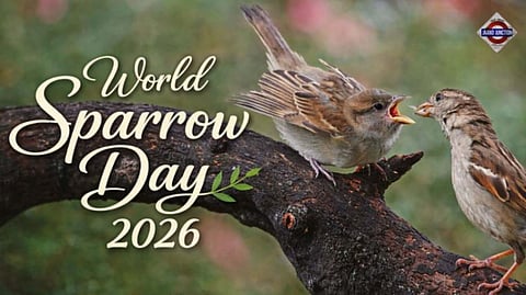 The familiar chirping of sparrows has slowly vanished from our neighbourhoods, leaving an unusual silence behind. (World Sparrow Day 2026)