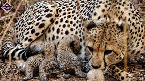 Indian-born cheetah in Kuno welcomes 4 cubs, the 1st recorded birth in the wild