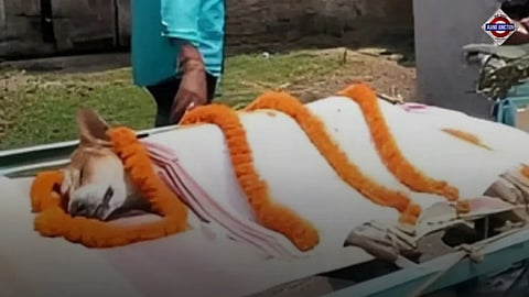 Street Dog Kali Sacrifices Life To Save 30 School Children In Odisha