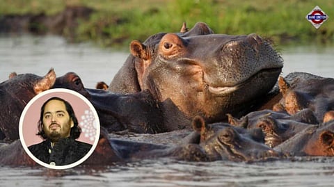 Anant Ambani urges Colombia to halt killing of 80 hippos, offers relocation to Vantara
