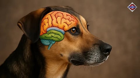 Dog's brain shrunk by 46% during domestication reveals new study