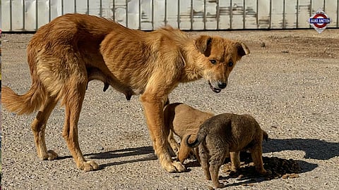 SC Stands Firm on Removal of Stray Dogs From Public Institutions.