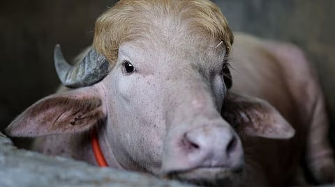 The animal became a viral sensation after videos and photographs spread across social media platforms.