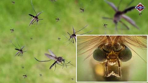 Why Google Wants To Release Millions Of Mosquitoes In California And Florida