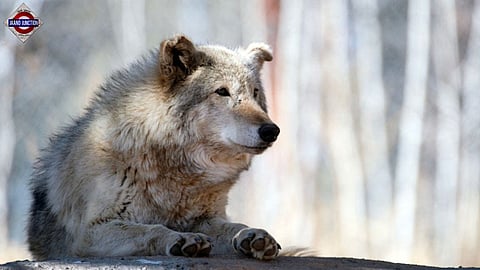 Trump's new executive order targets wolves in bid to win over ranchers and farmers