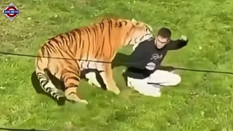 Man mauled to death by tiger after jumping into enclosure