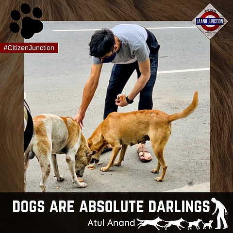 Dogs are Absolute Darlings