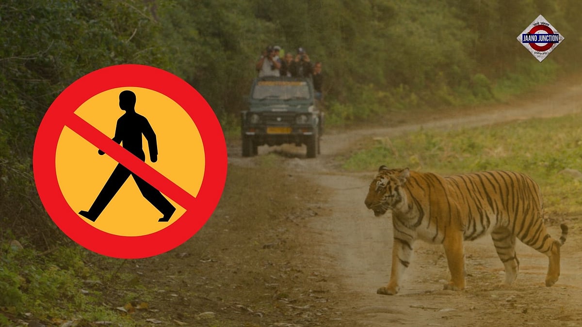 Supreme Court bans tiger safari in core areas of Jim Corbett National Park
