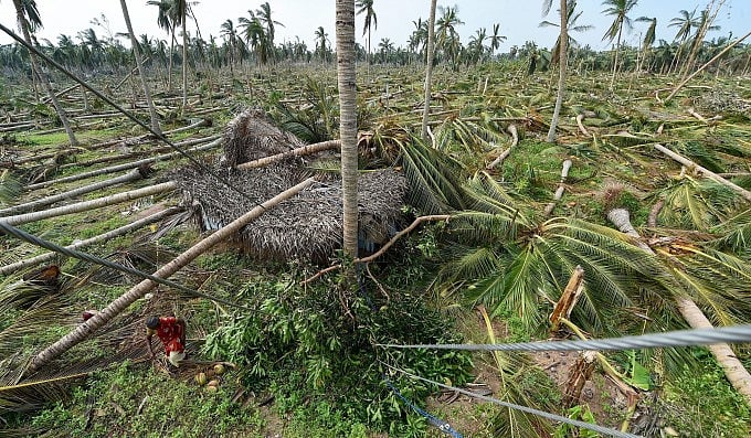கஜா புயலால் சாய்ந்து கிடக்கும் தென்னை மரங்கள்