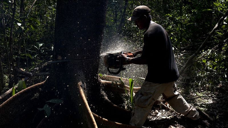 வெட்டப்படும் மரங்களுக்கு பதில், புதிய மரங்கள் ஏன் வளர்ப்பதில்லை?உயர்நீதிமன்றம் கேள்வி
