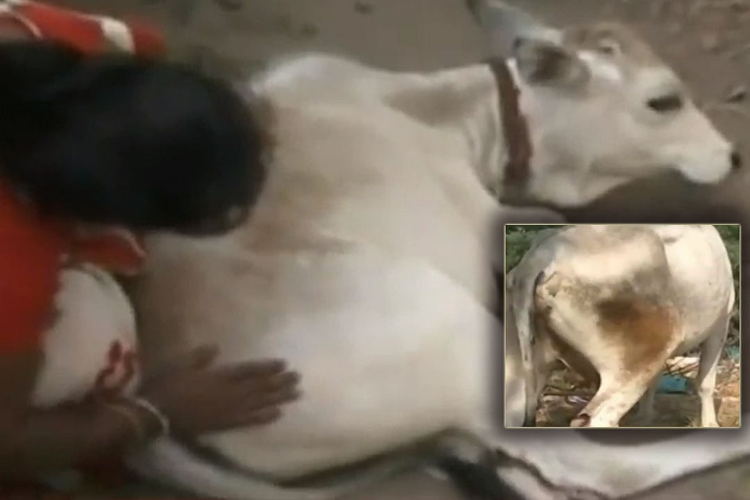 தலித் மக்களின் மாடுகளை அரிவாளால் வெட்டிய வன்முறை கும்பல்!