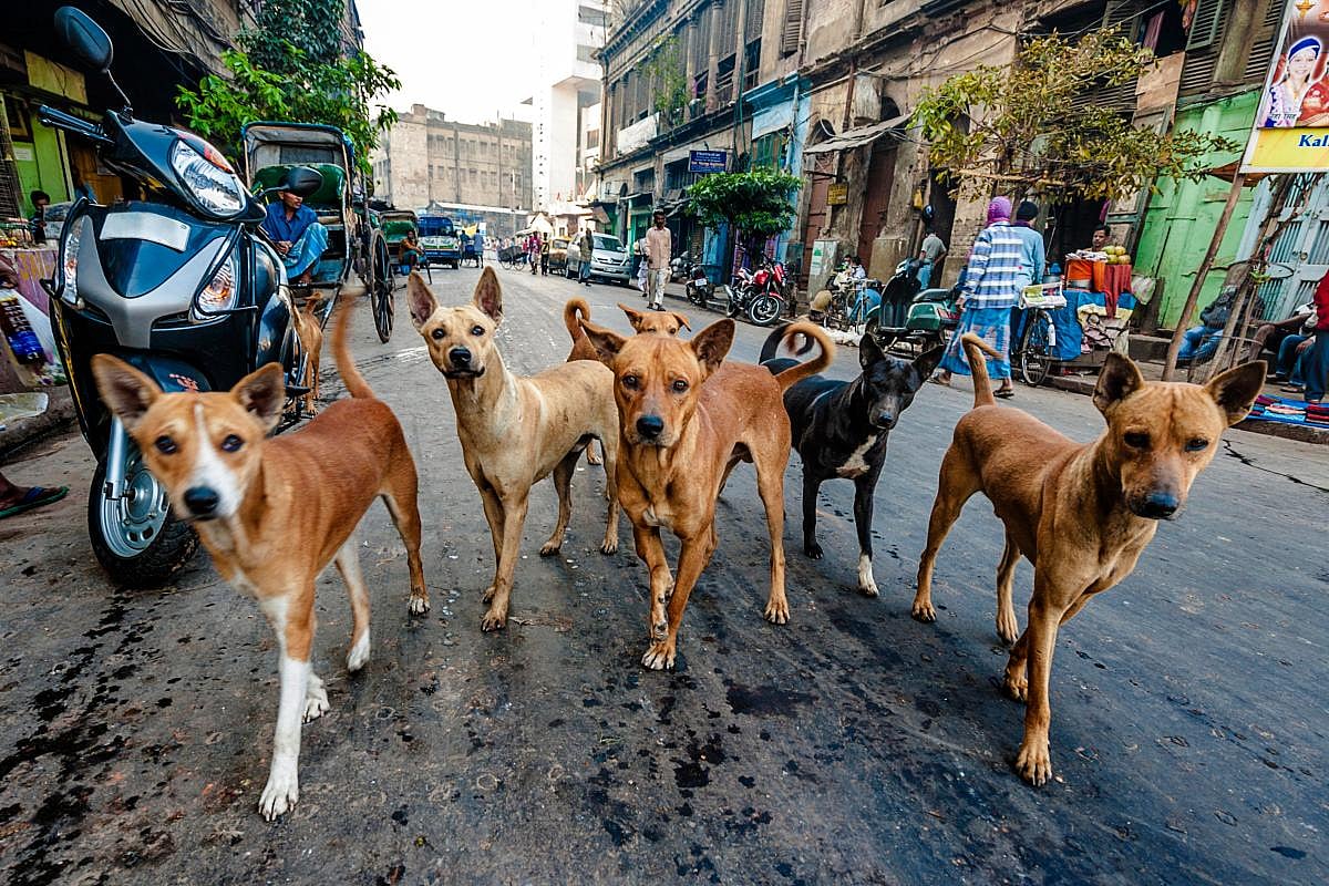 என்னை பார்த்தா குரைக்கறீங்க ? சில்லி சிக்கனில் விஷம் வைத்து 18 நாய்களைக் கொன்ற வியாபாரி
