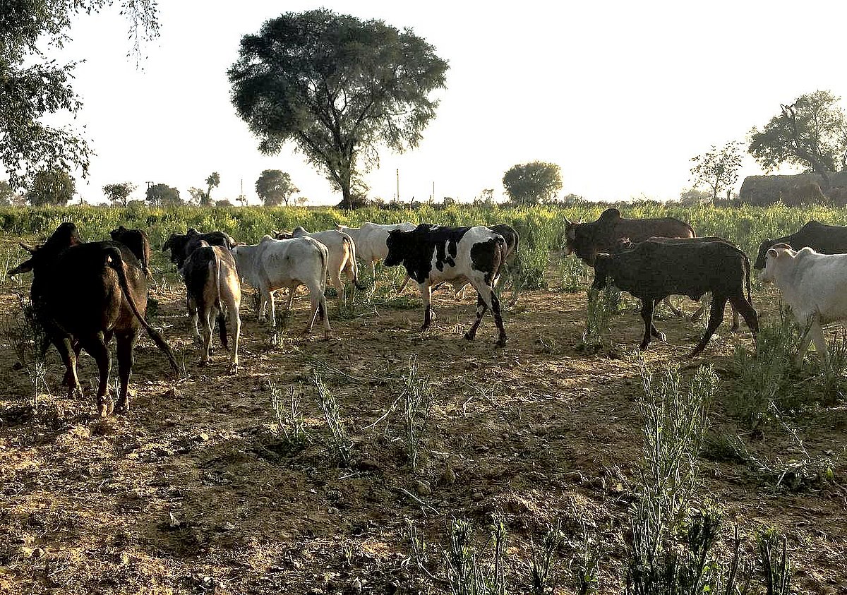 பா.ஜ.க.,வுக்கு ‘ஆப்பு’ வைக்கும் கோமாதா! - இதுதான் உத்தர பிரதேச அரசியல் நிலவரம்  
