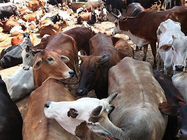  பசு காவல் குண்டர்களுக்கு 3 ஆண்டு சிறை : மத்திய பிரதேச அரசு அதிரடி!