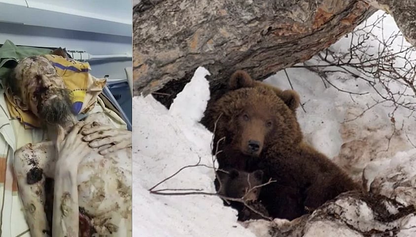 வேட்டைக்காரரின் கைகால்களை உடைத்து உணவுக்காக குகையில் வைத்திருந்த கரடி : உண்மையில் நடந்தது என்ன?#FactCheck