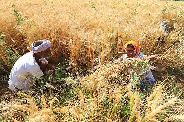 48% விவசாய குடும்பத்தின் அடுத்த தலைமுறை விவசாயத்தில் ஈடுபடப்போவதில்லை : ஆய்வில் அதிர்ச்சி!