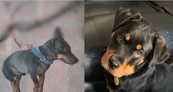 நாய் நன்றி உள்ள விலங்கு - பழமொழிக்கு உதாரணமாய் உரிமையாளரைக் காப்பாற்ற உயிர்விட்ட அப்பு !