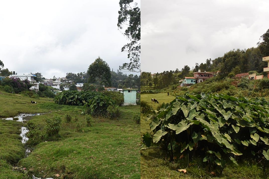  Waste Land ஆக மாறிய Wet Land: கவலையளிக்கும் கோத்தகிரி சதுப்பு நிலங்களின் தற்போதைய நிலை!